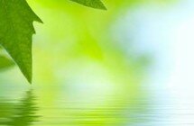 green leaves reflecting in the water, shallow focus